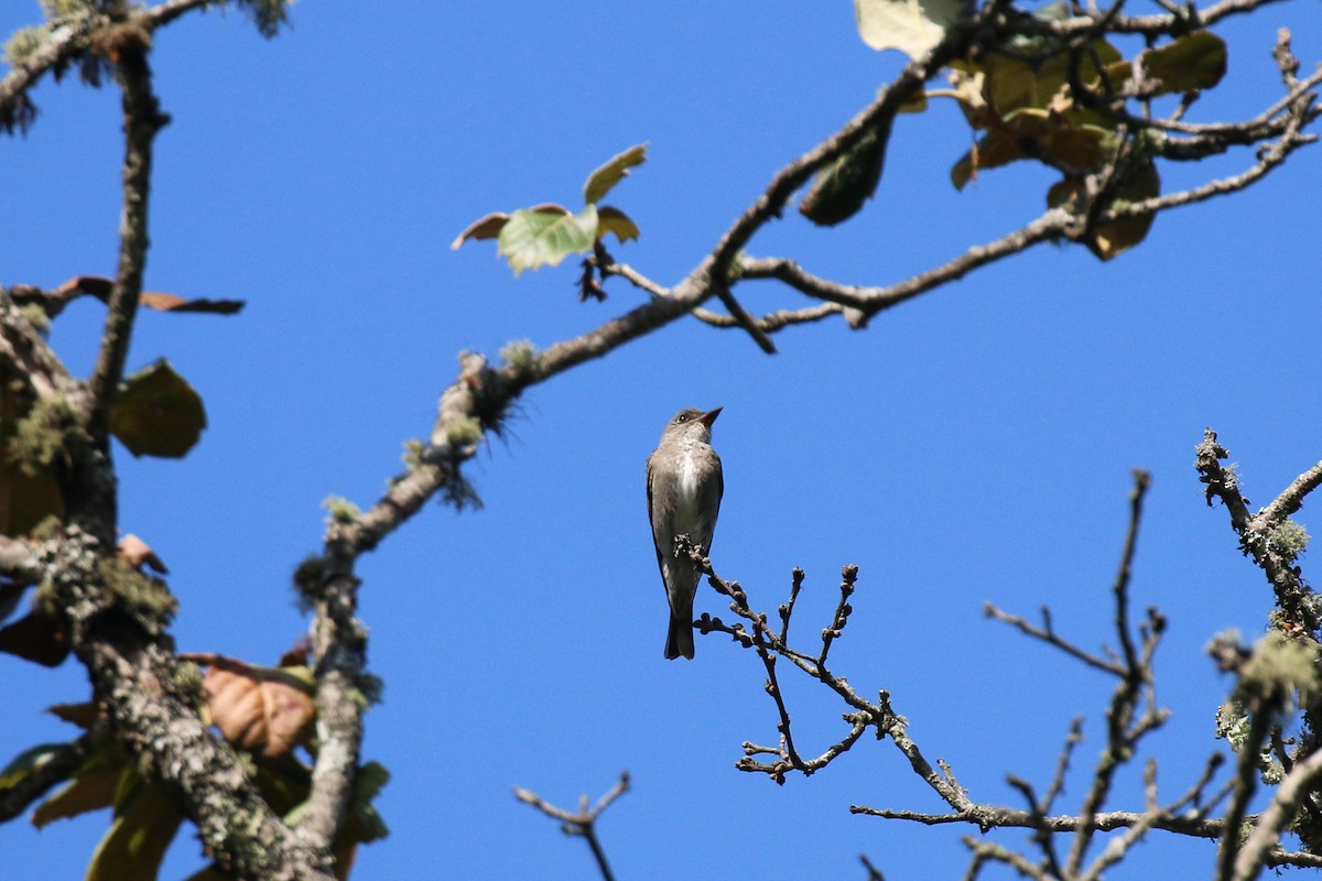 Olive-sided Flycatcher - ML220817691