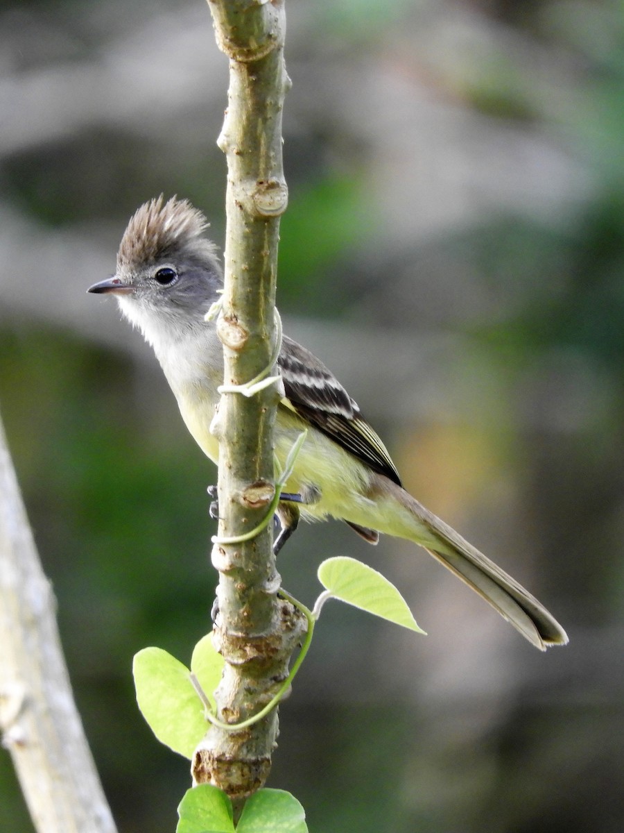 Yellow-bellied Elaenia - ML220818711