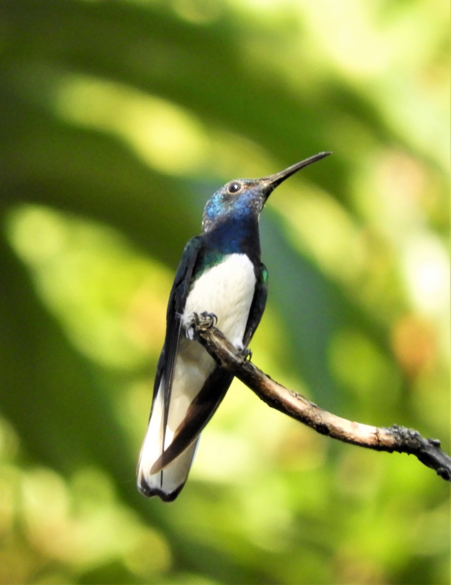 kolibřík bělokrký - ML220818891