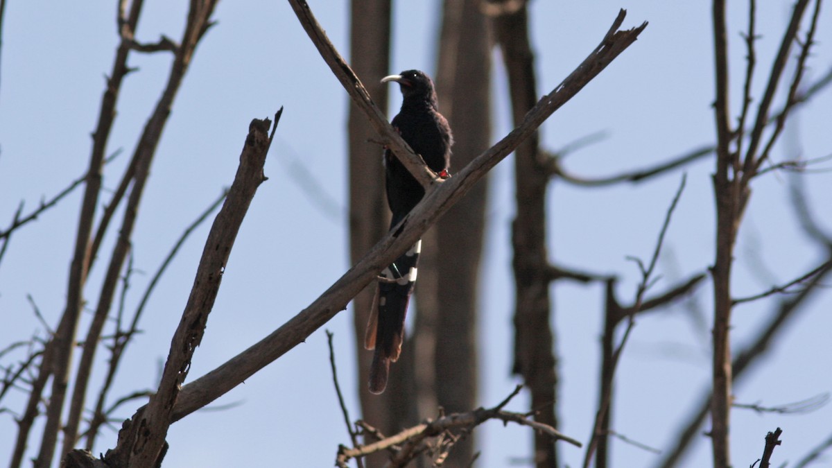 Green Woodhoopoe - Daniel Jauvin