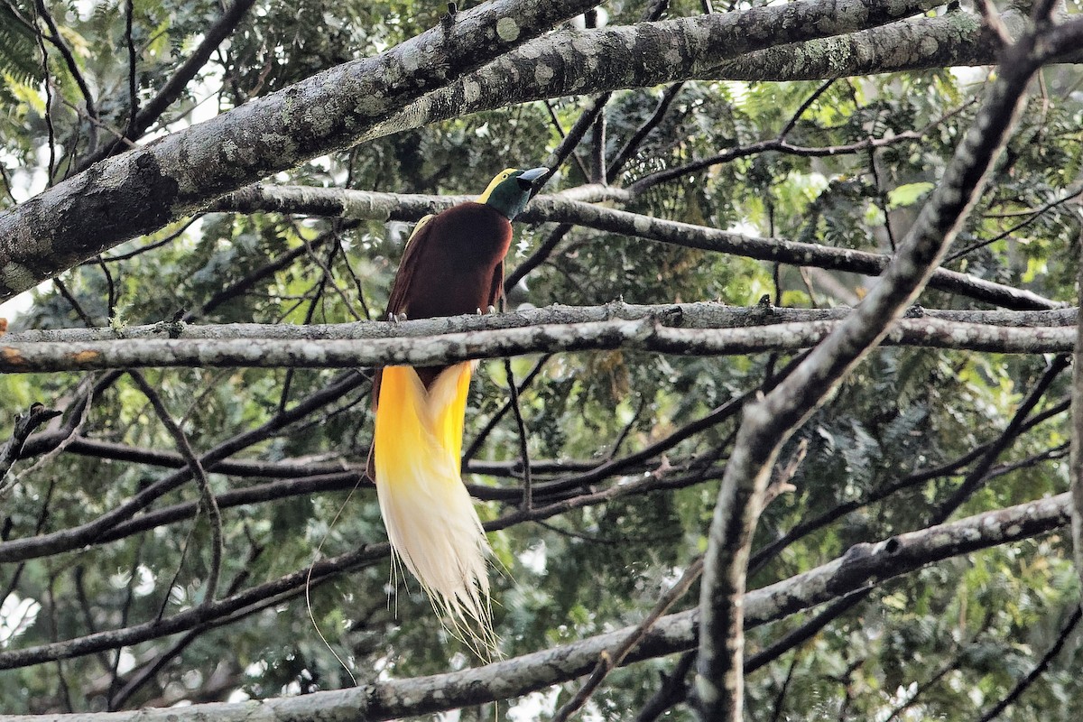 Lesser Bird-of-Paradise - Holger Teichmann