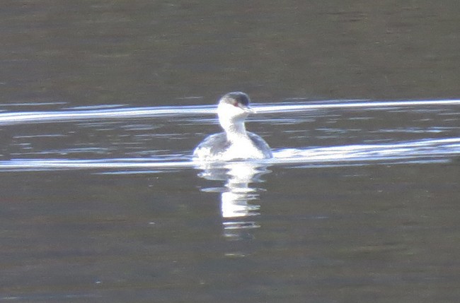 Horned Grebe - ML22082061