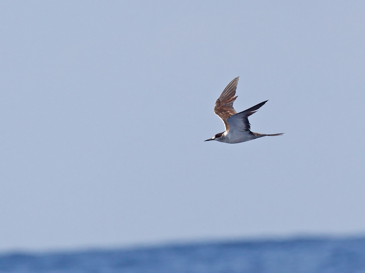 Sooty Tern - ML220821431