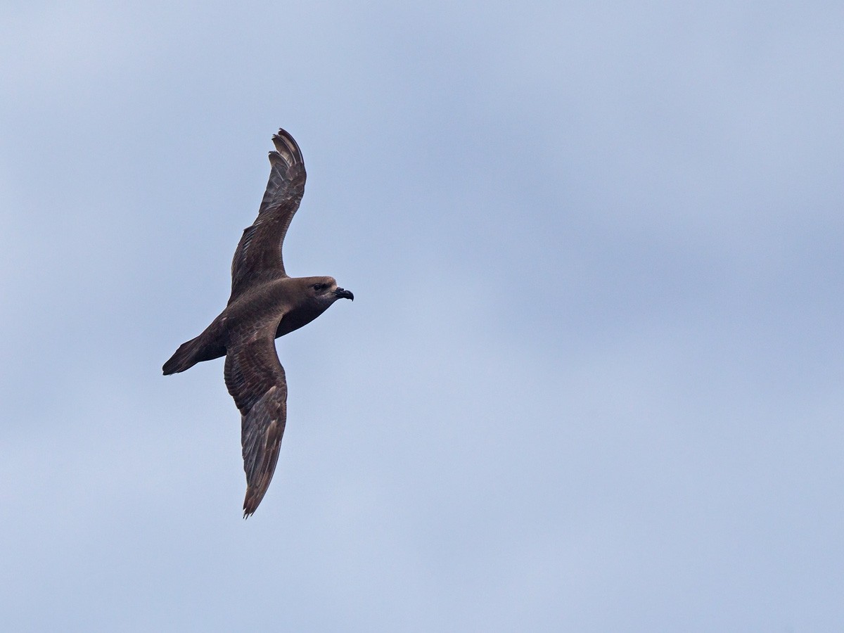 Great-winged Petrel - ML220821461