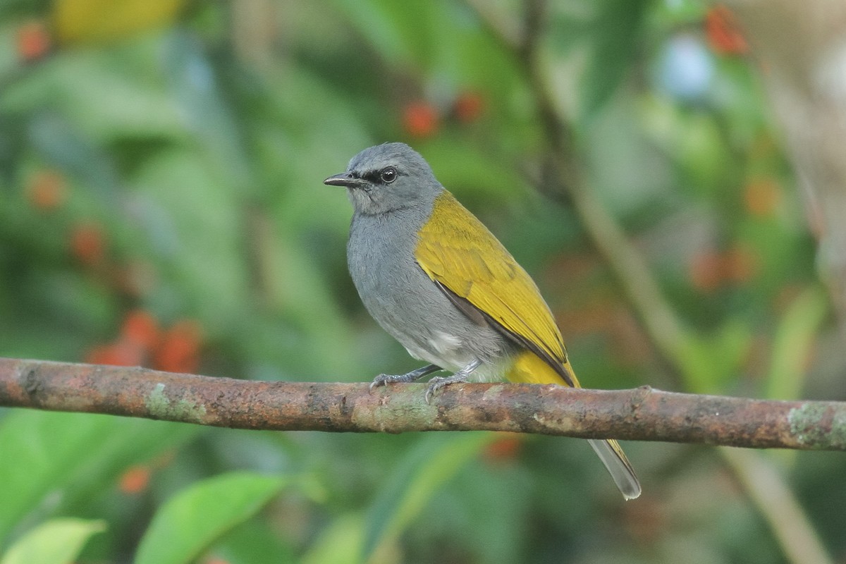 Gray-bellied Bulbul - ML220821541