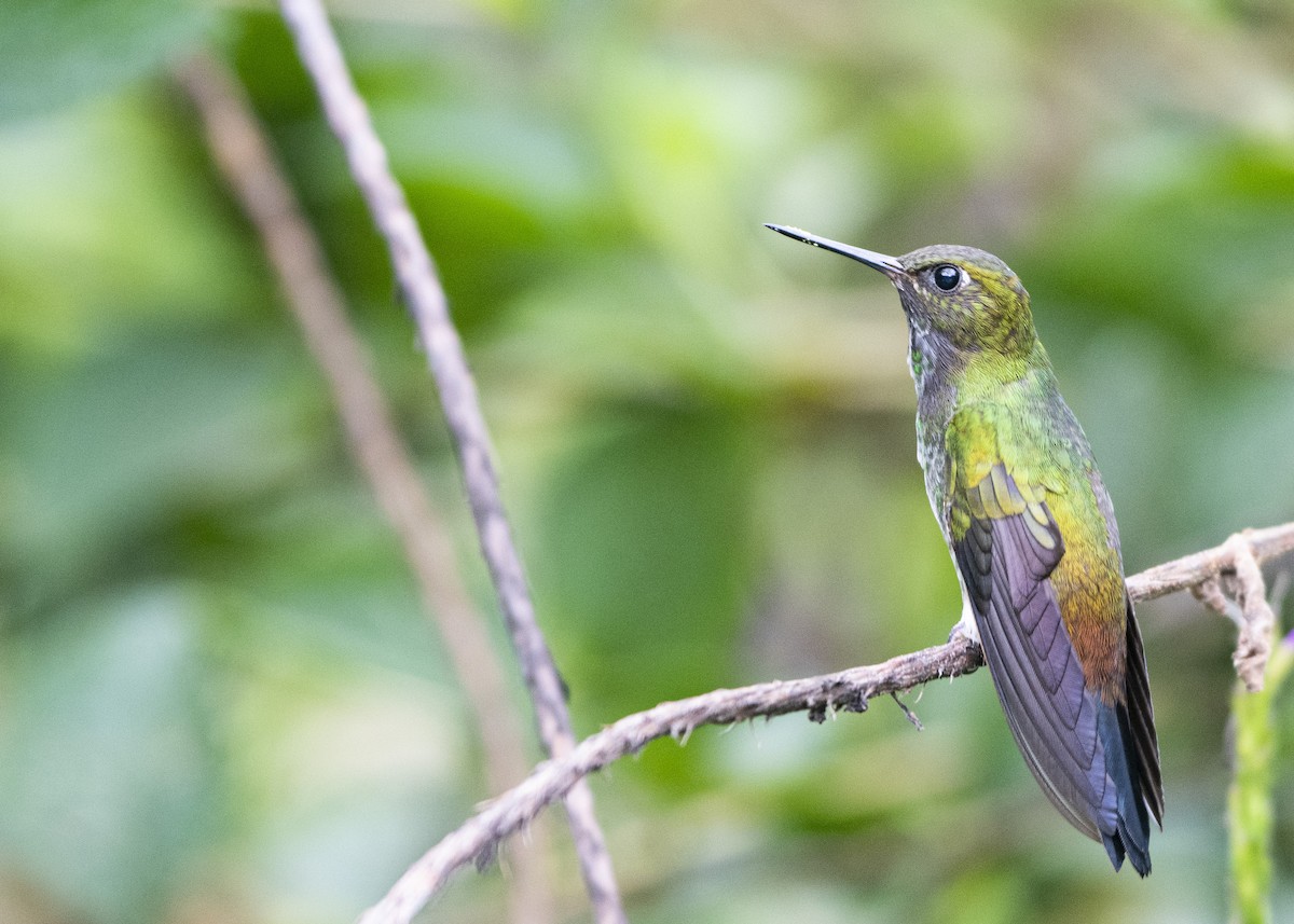 Greenish Puffleg - ML220821801