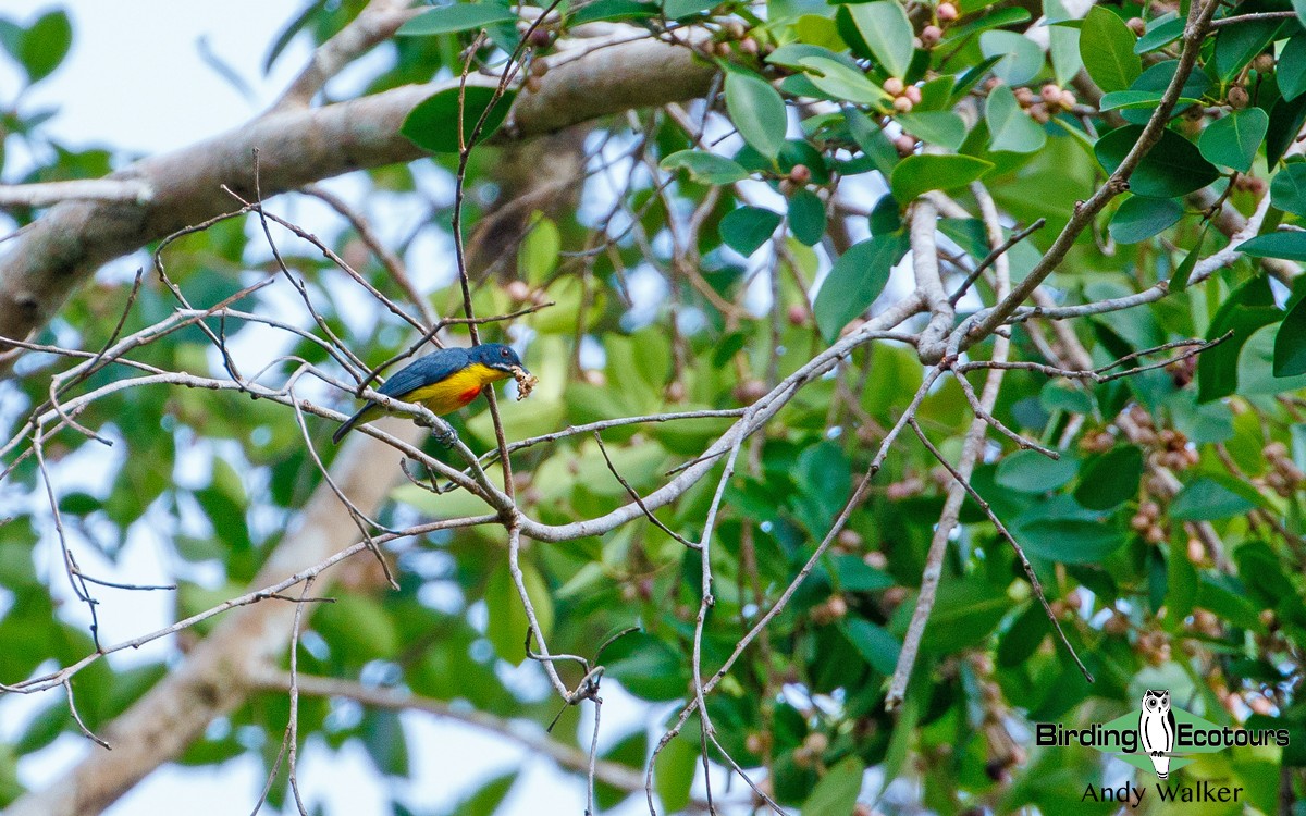 Crimson-breasted Flowerpecker - Andy Walker - Birding Ecotours