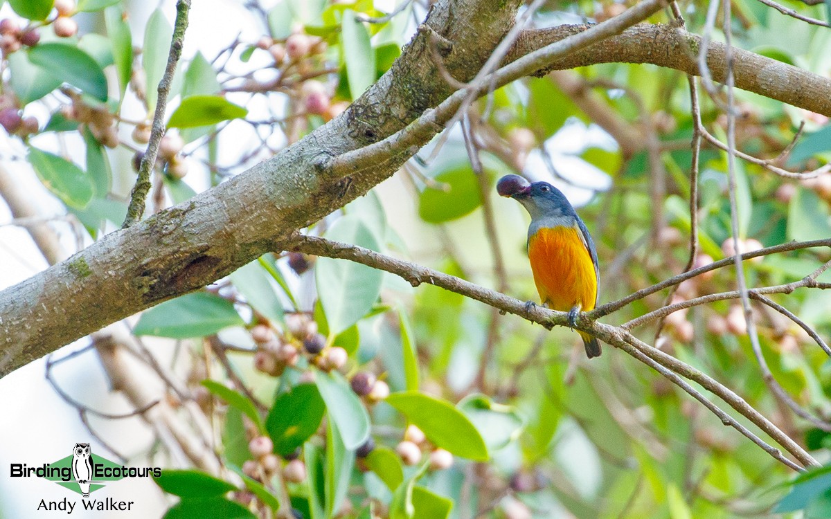 Orange-bellied Flowerpecker - Andy Walker - Birding Ecotours