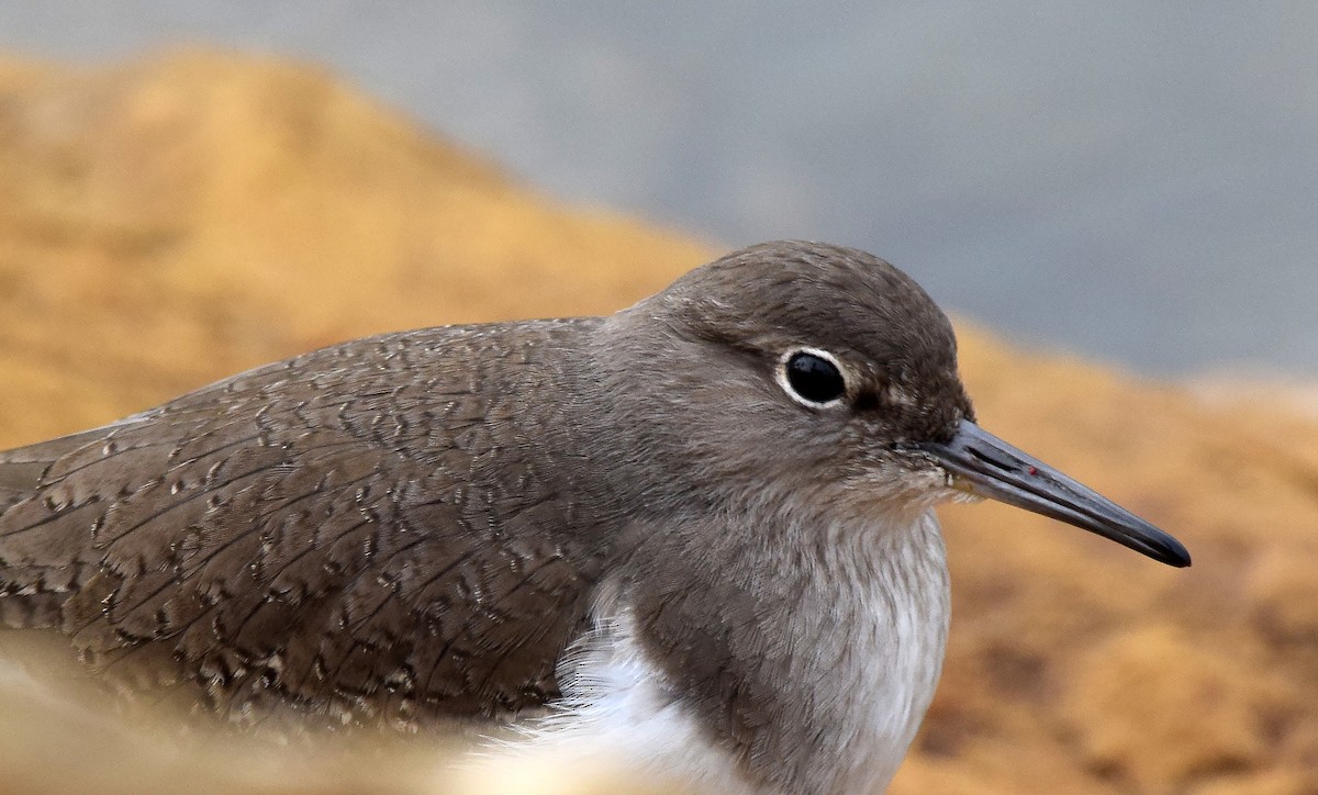 Common Sandpiper - A Emmerson