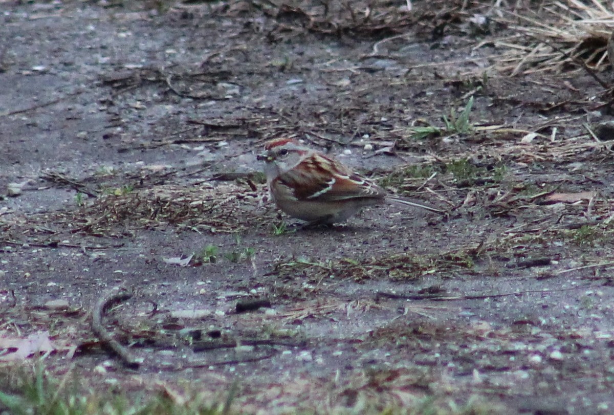 American Tree Sparrow - ML22082261