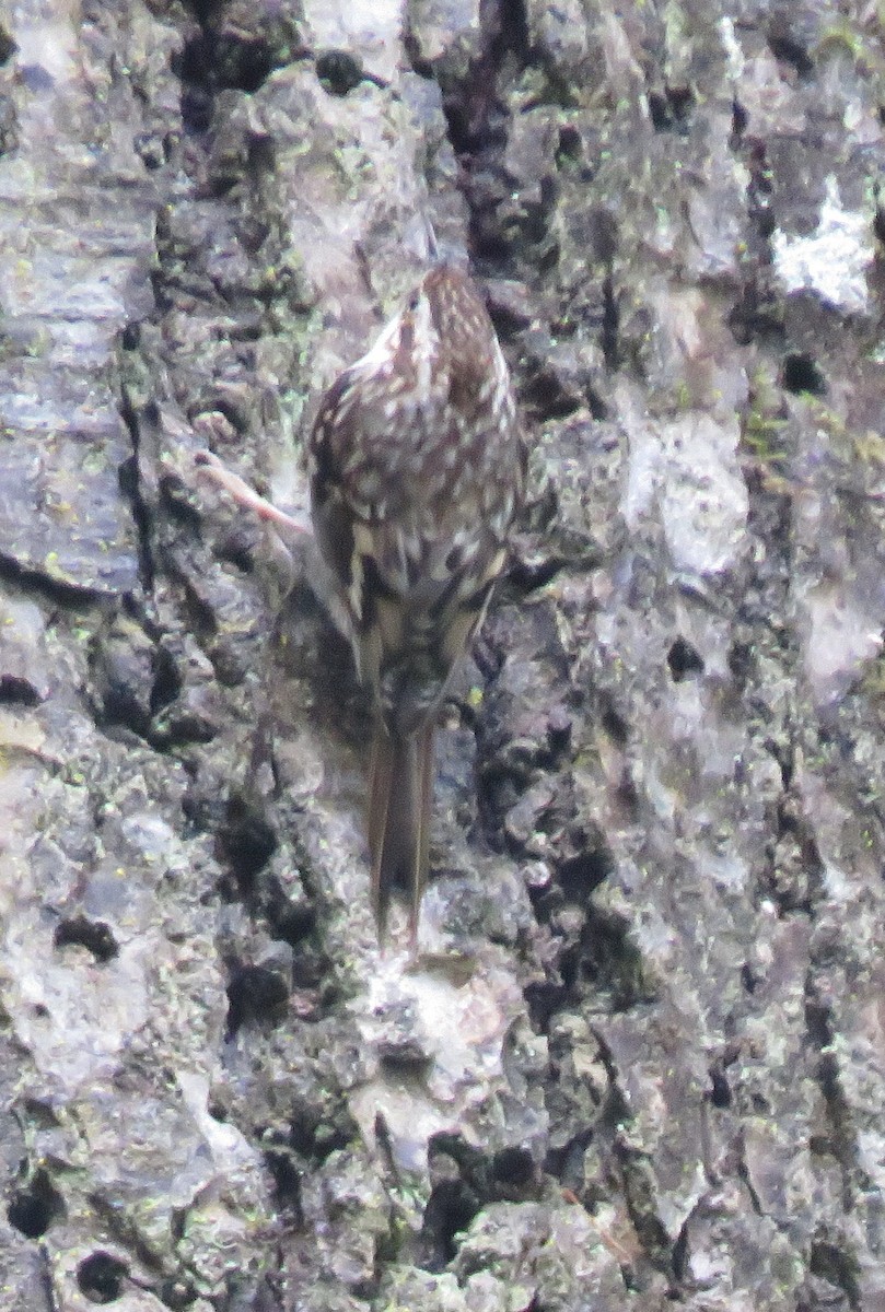 Brown Creeper - ML22082271