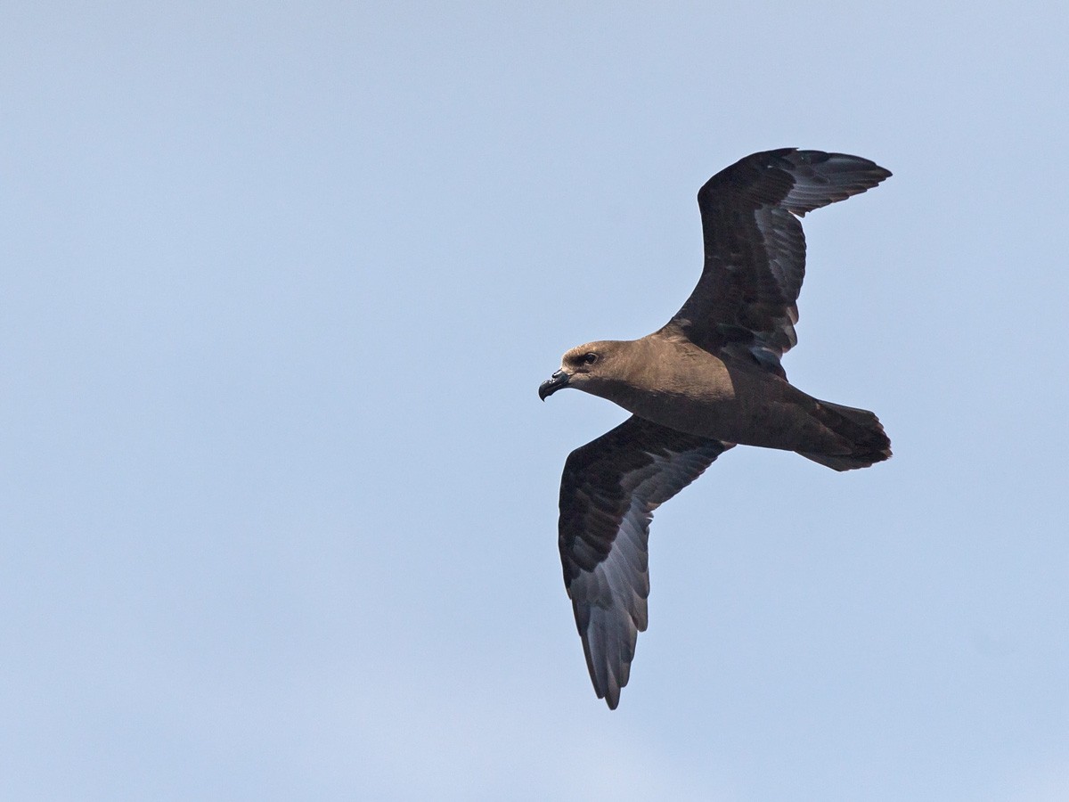 Great-winged Petrel - ML220822871