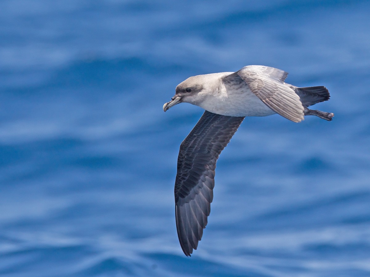 Gray Petrel - Niall D Perrins