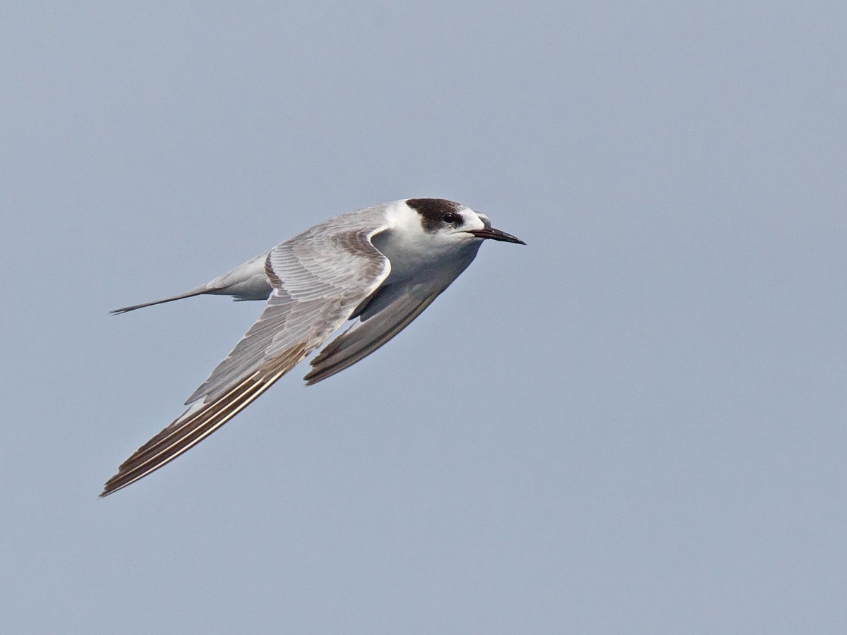 Common Tern (hirundo/tibetana) - Niall D Perrins