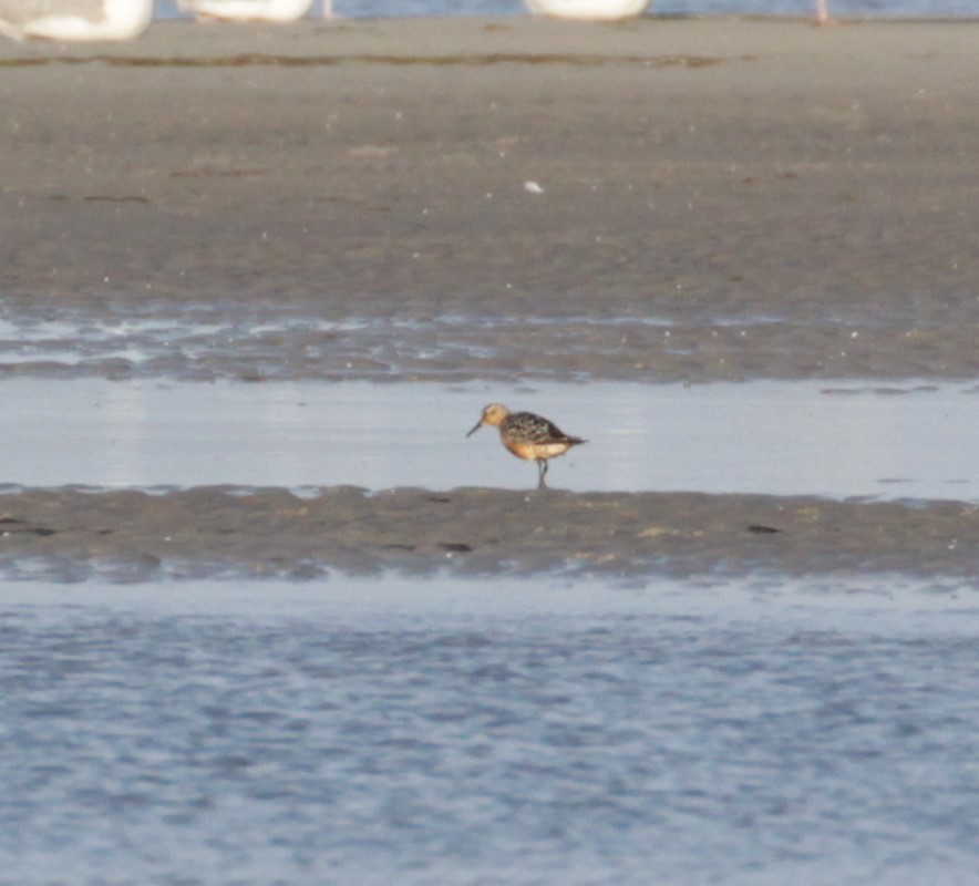 Red Knot - ML220823221