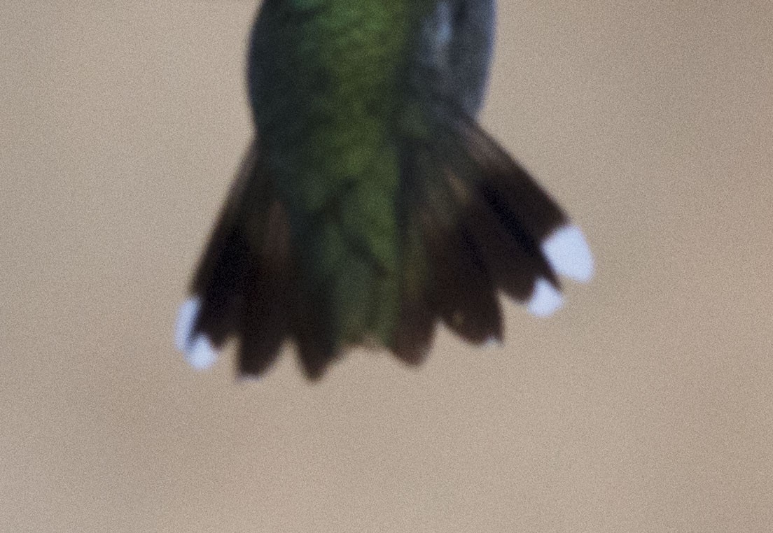 Ruby-throated Hummingbird - ML22082341