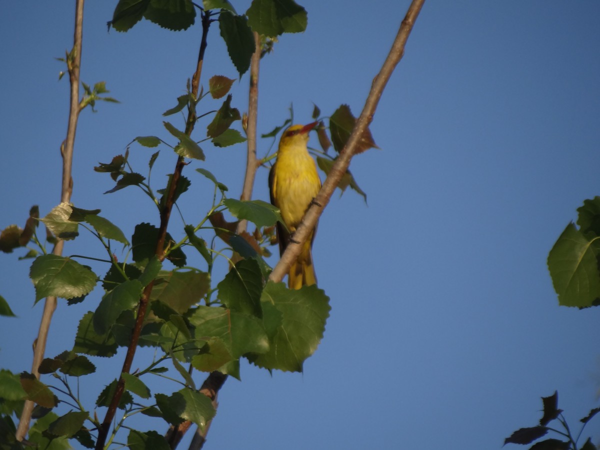 Indian Golden Oriole - ML220823721