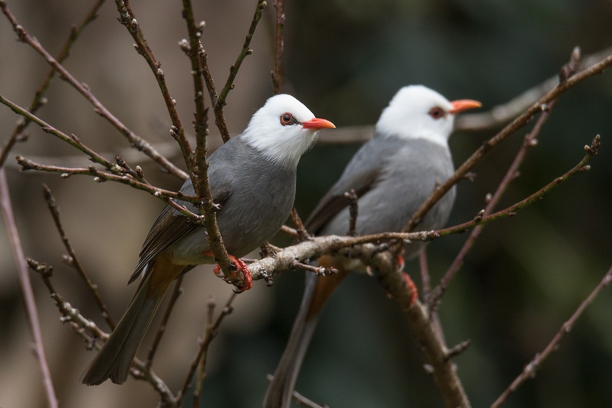 White-headed Bulbul - Wich’yanan Limparungpatthanakij