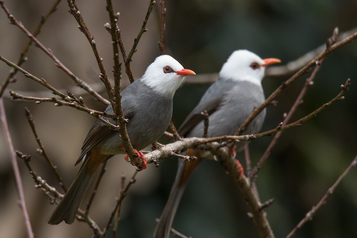 White-headed Bulbul - ML220823901