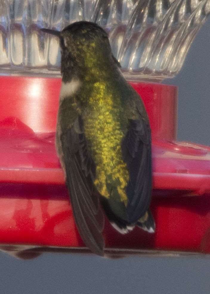 Ruby-throated Hummingbird - Marky Mutchler