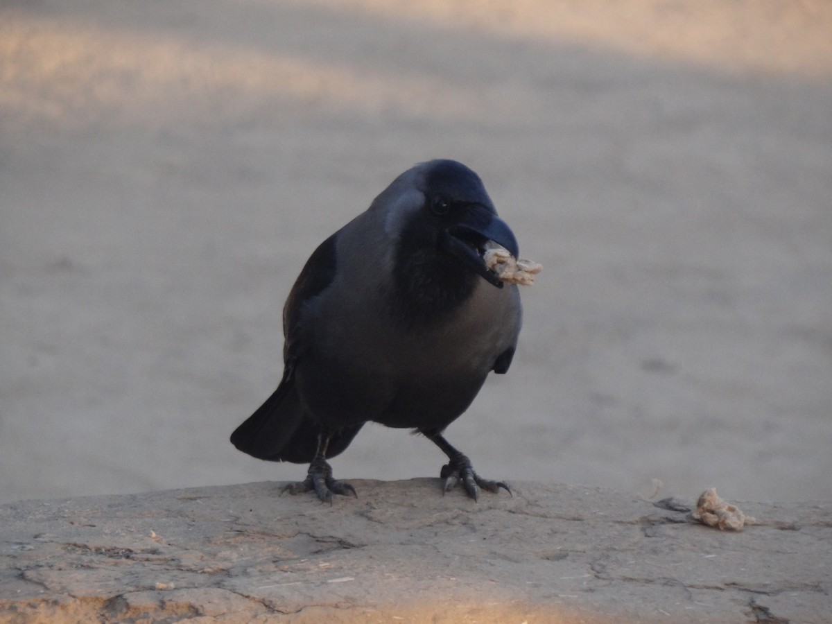 House Crow - ML220824031