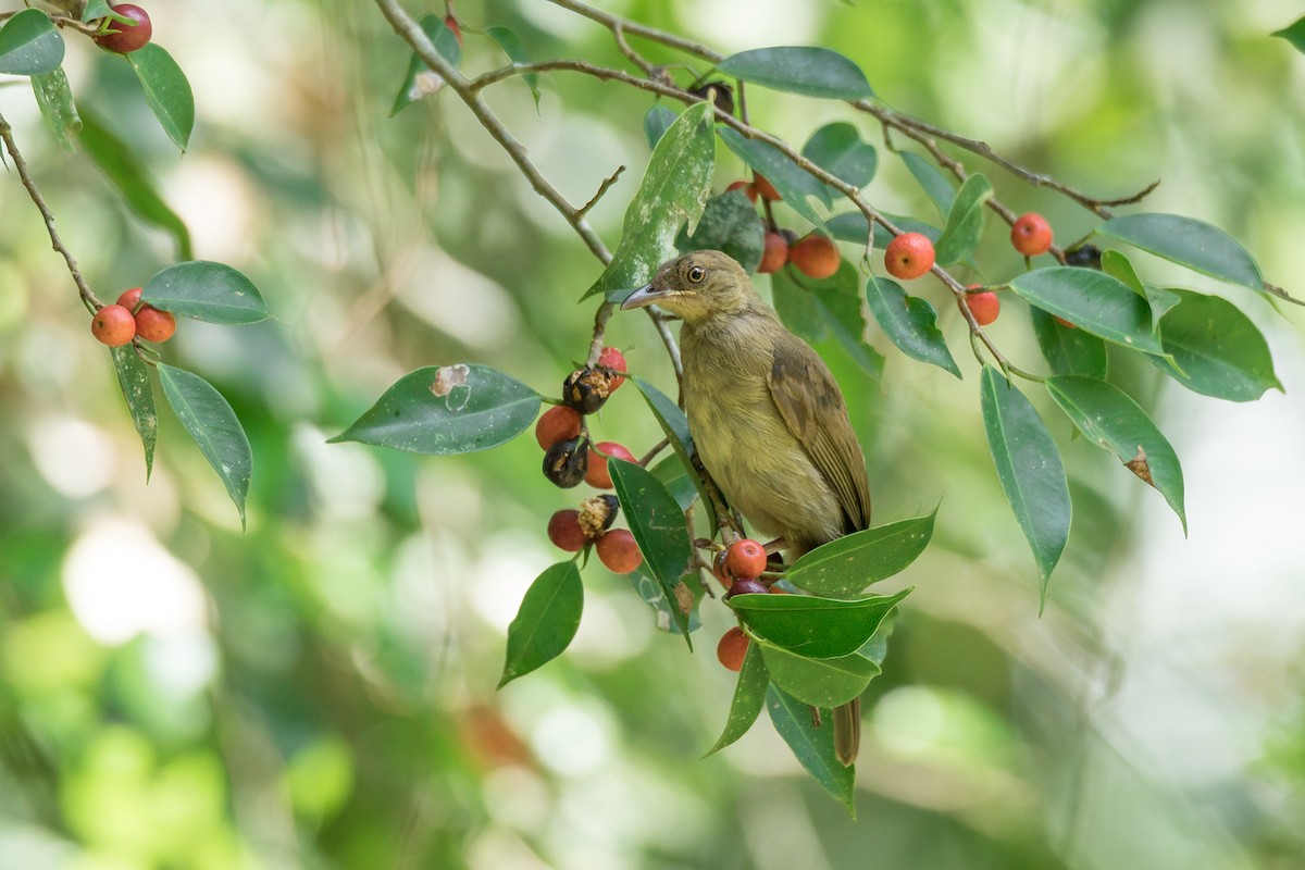 Red-eyed Bulbul - ML220824171