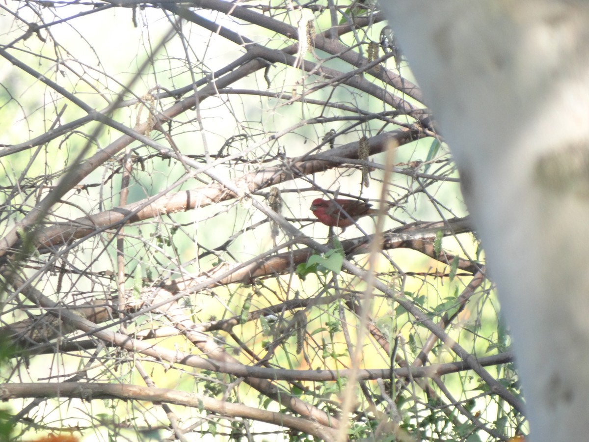 Common Rosefinch - ML220824841