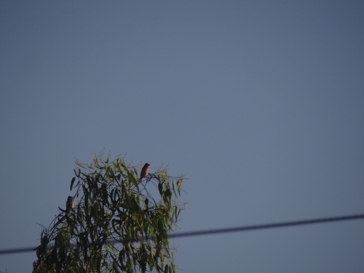 Common Rosefinch - ML220824931