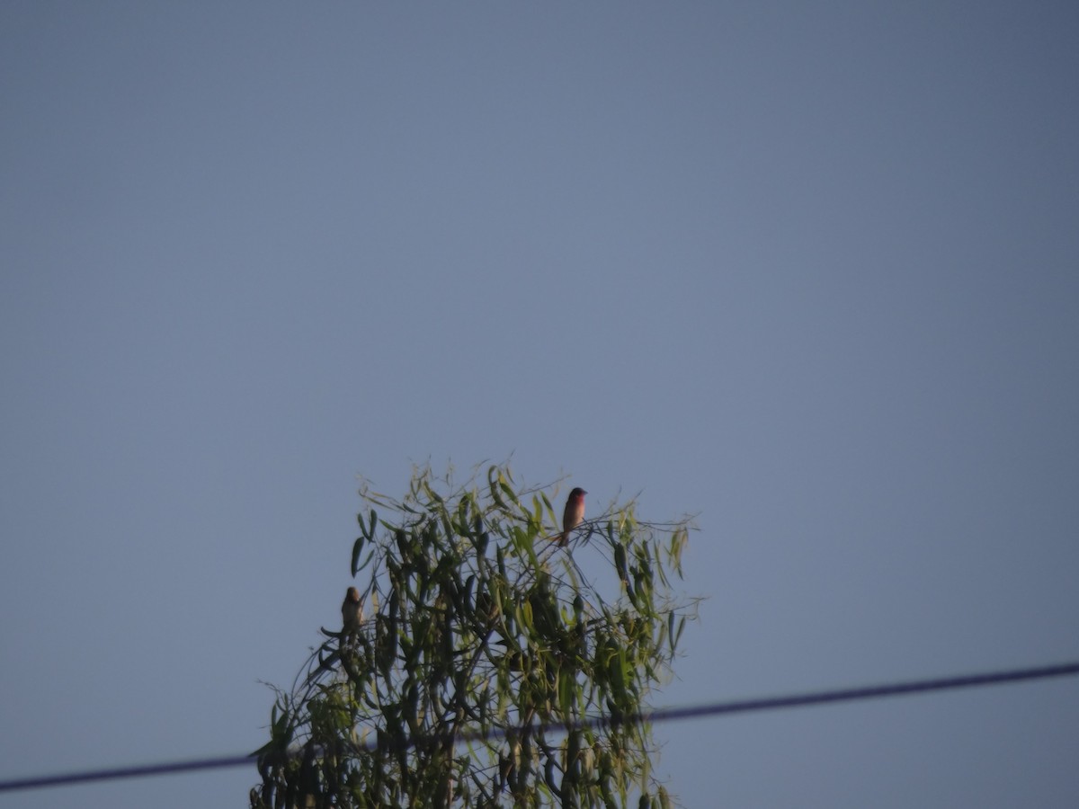 Common Rosefinch - ML220824941