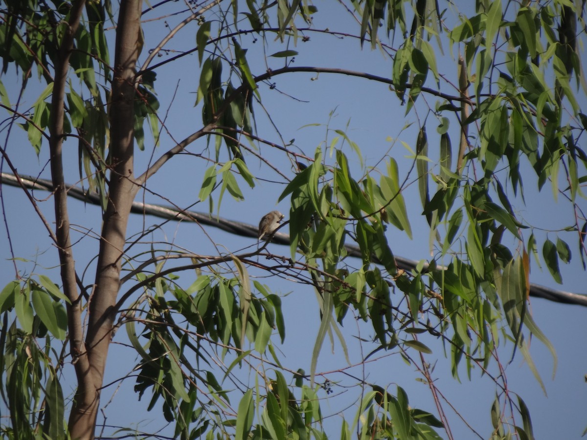 Thick-billed Flowerpecker - ML220825021