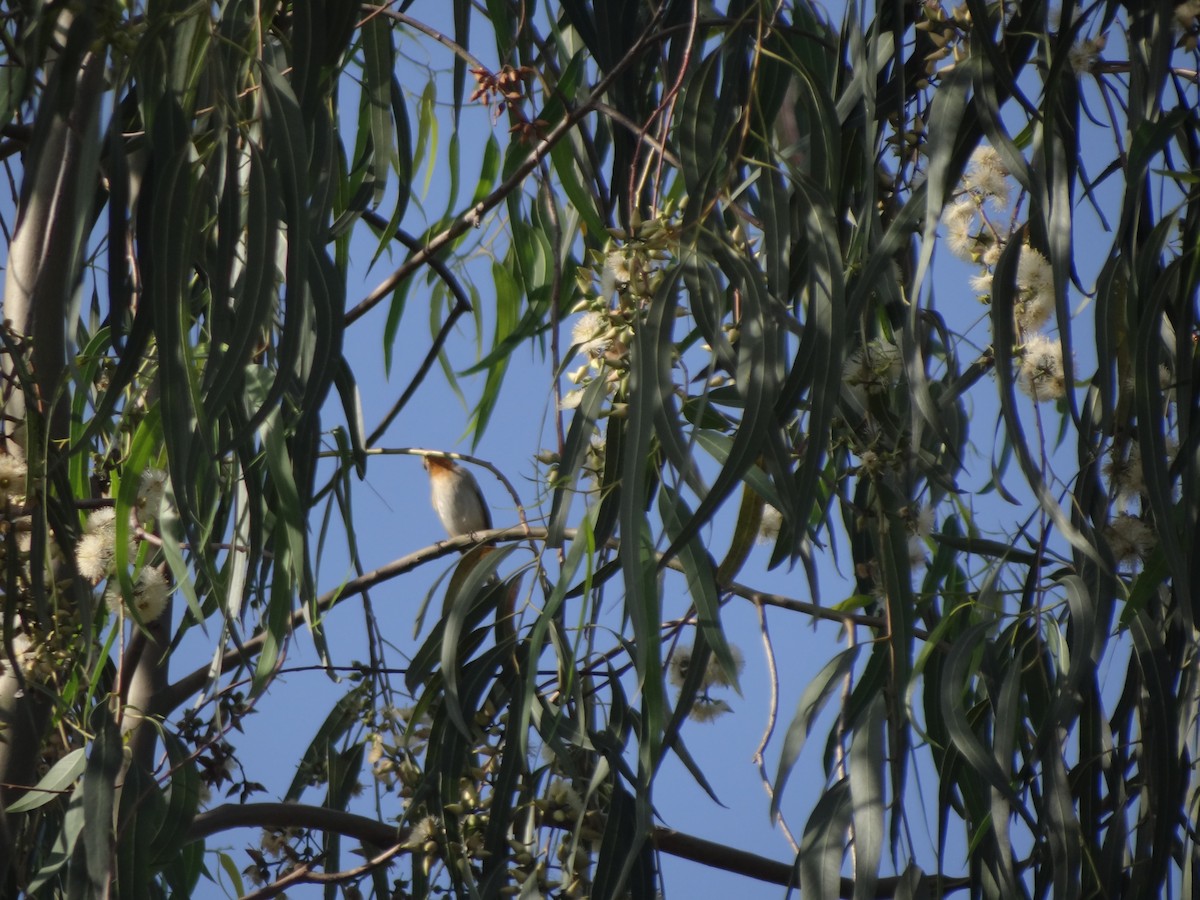 Taiga Flycatcher - ML220825051