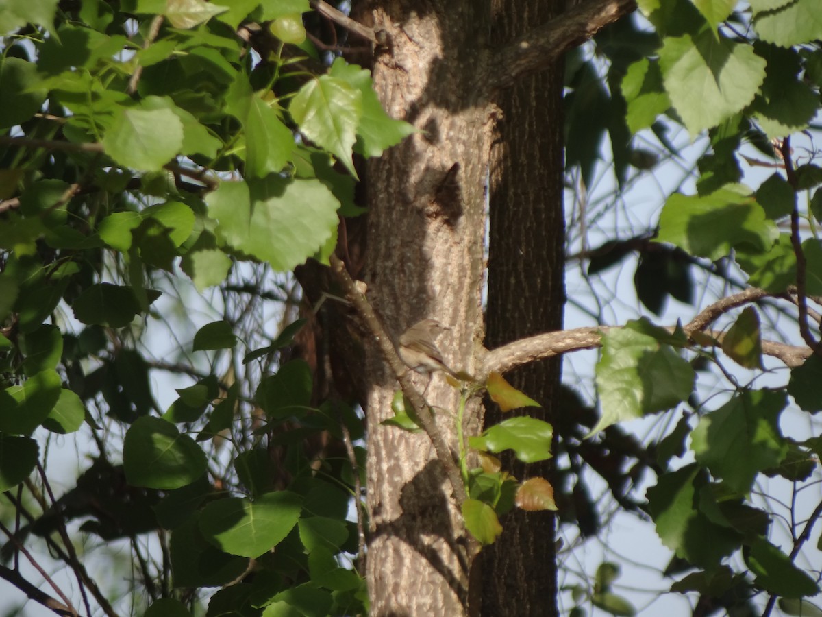 Common Chiffchaff - ML220825261