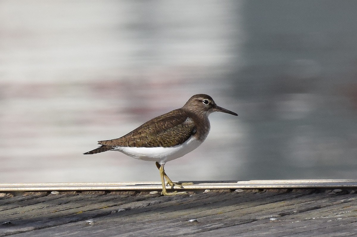 Common Sandpiper - A Emmerson