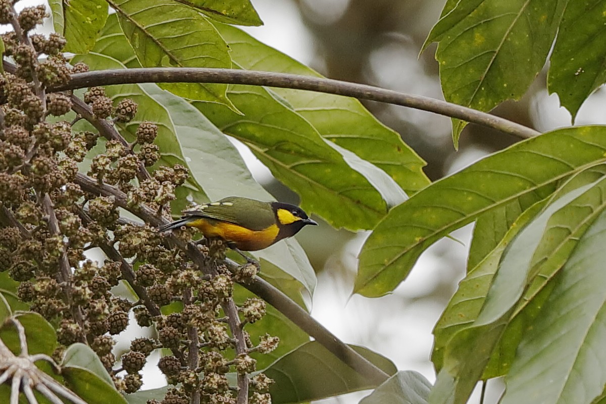 Tit Berrypecker - Holger Teichmann