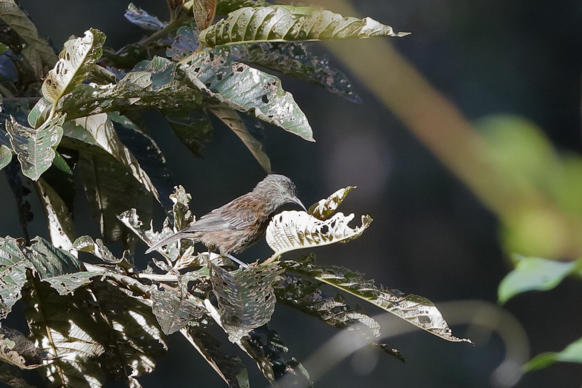 Rufous-backed Honeyeater - ML220826531