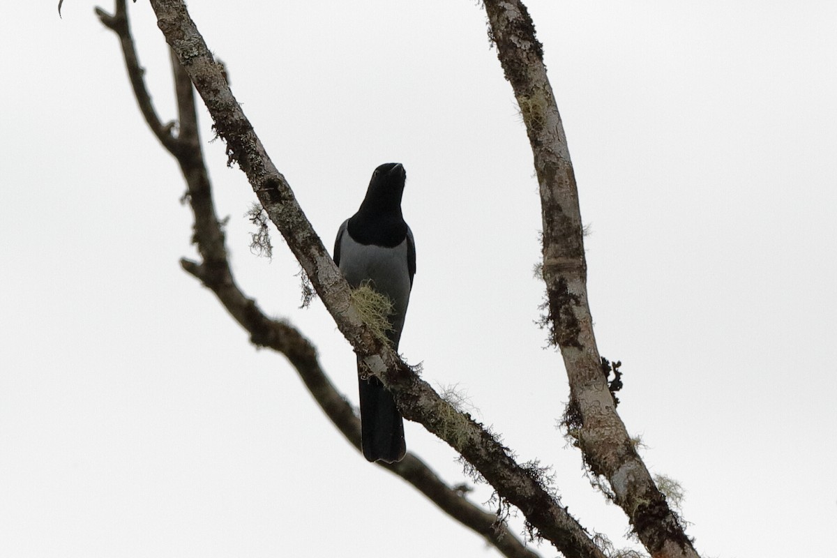 Hooded Cuckooshrike - ML220827301