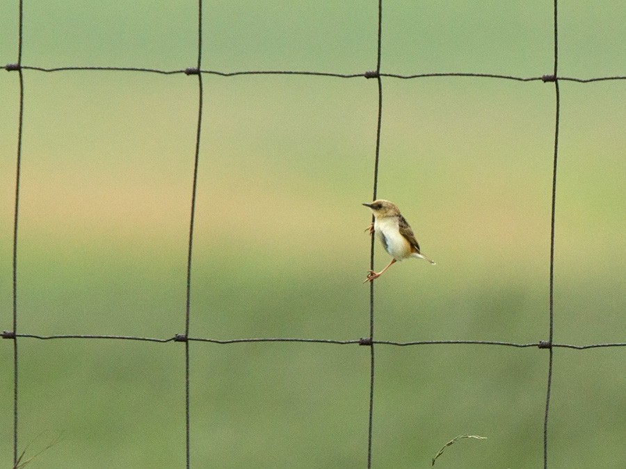 Pale-crowned Cisticola - Niall D Perrins