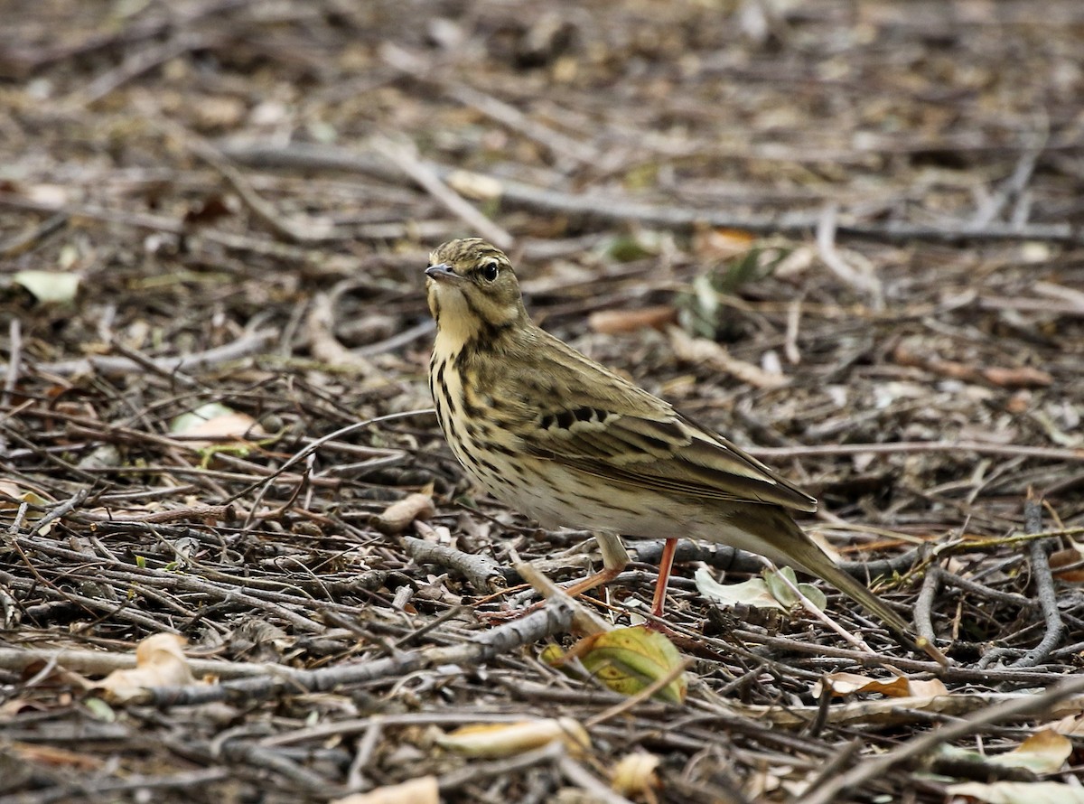 Tree Pipit - ML220828271