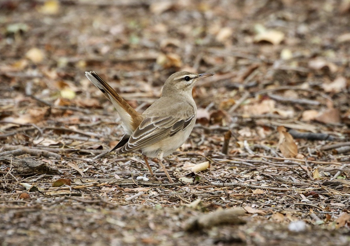 Rufous-tailed Scrub-Robin - ML220828381