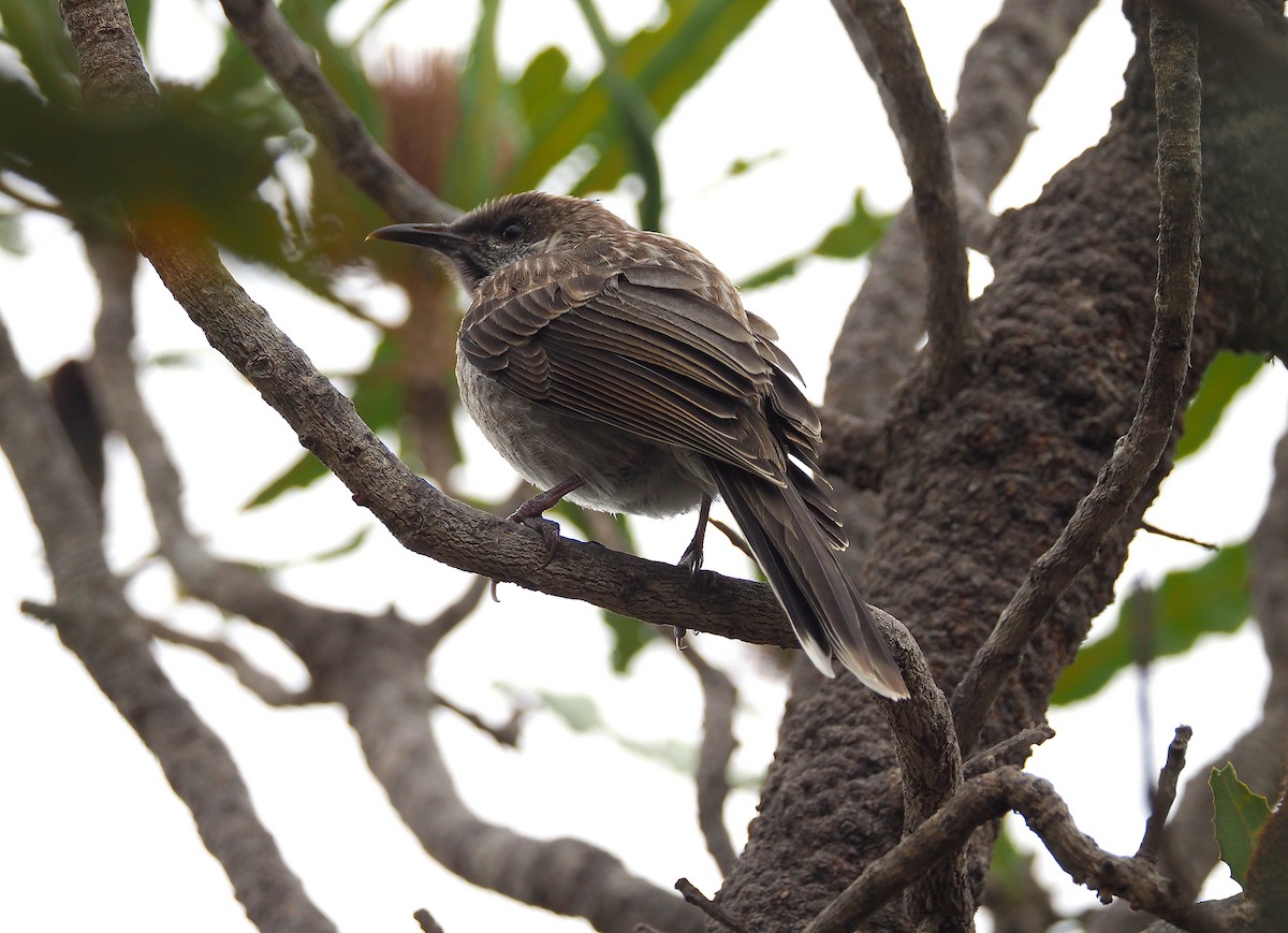 Western Wattlebird - John Baas