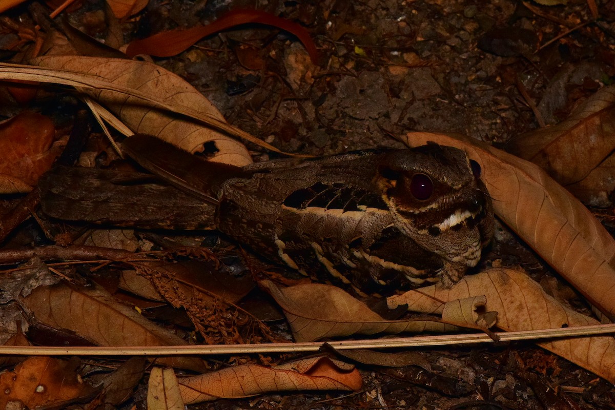 Large-tailed Nightjar - ML220829951