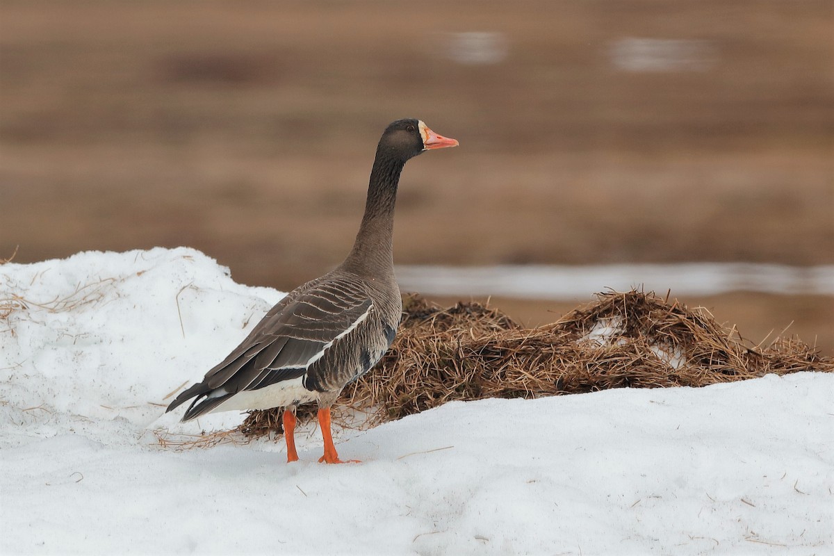 Greater White-fronted Goose - ML220831001