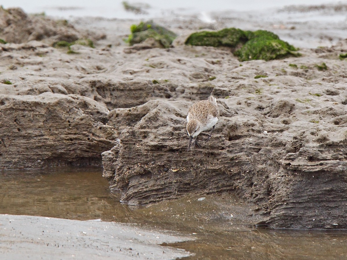 Western Sandpiper - ML220831481