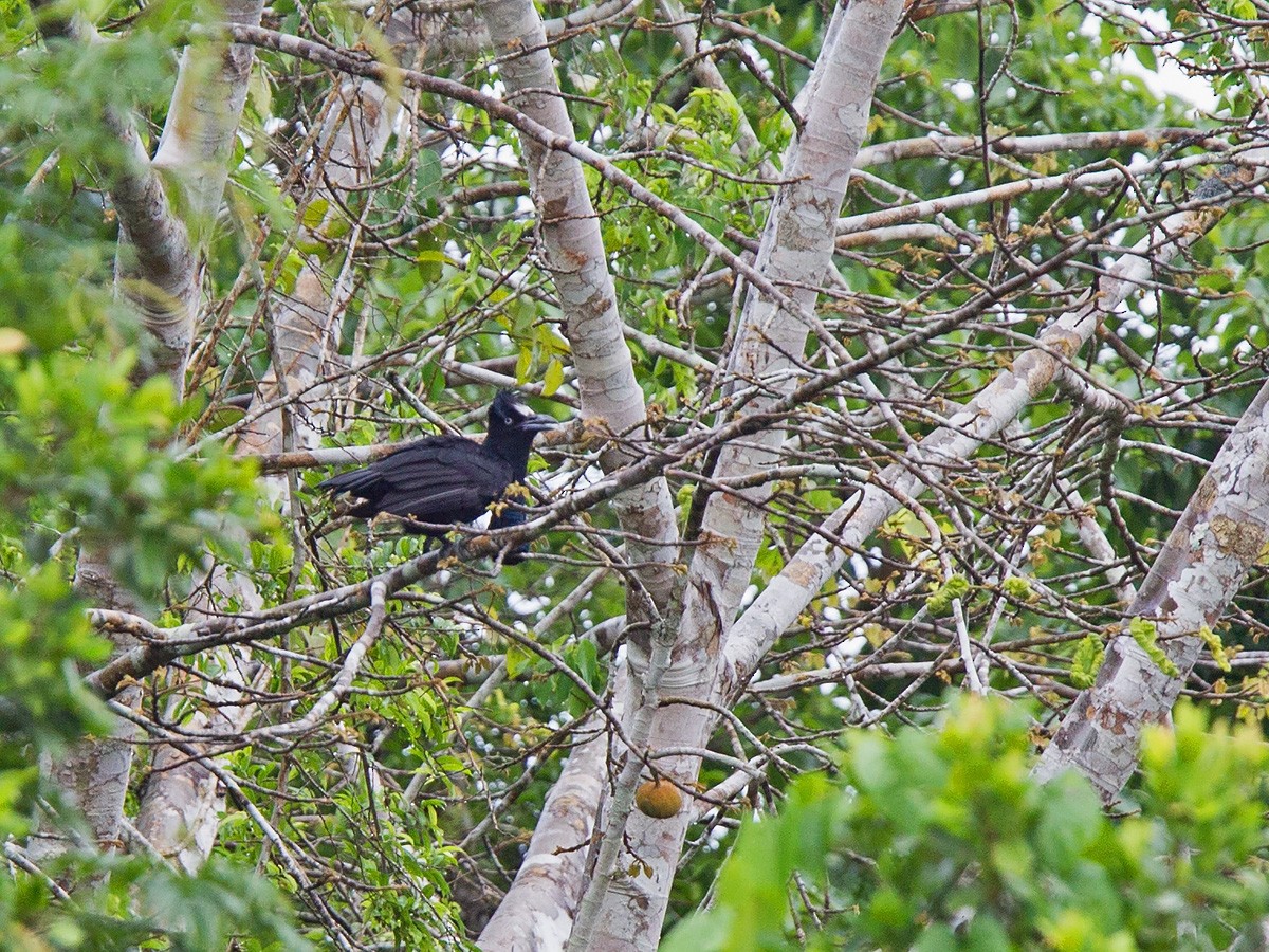 Amazonian Umbrellabird - ML220831881
