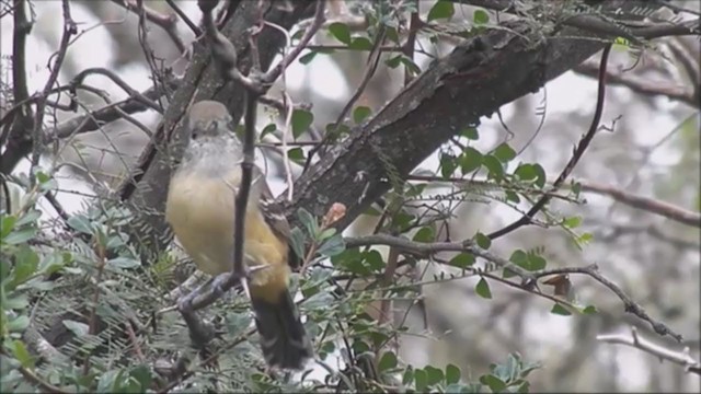 Variable Antshrike - ML220832881