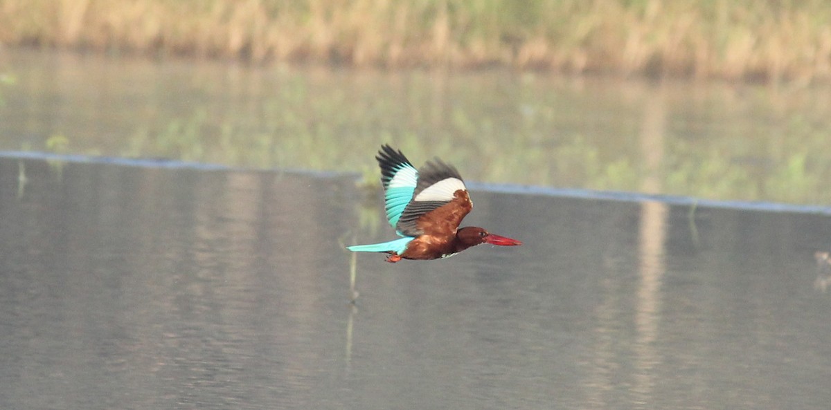 White-throated Kingfisher - ML22083431