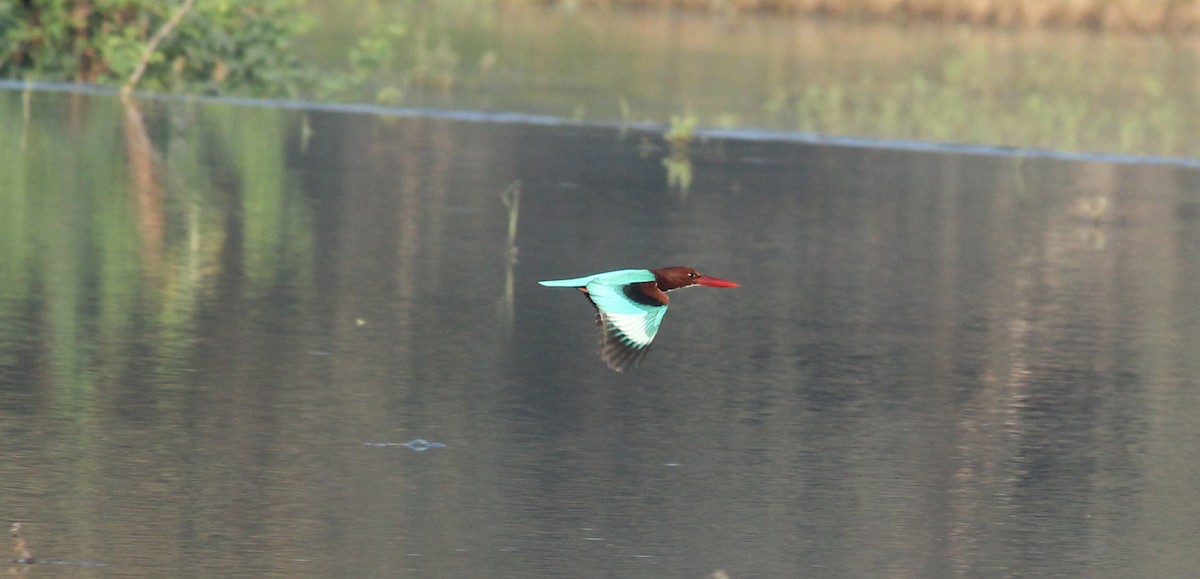 White-throated Kingfisher - ML22083441