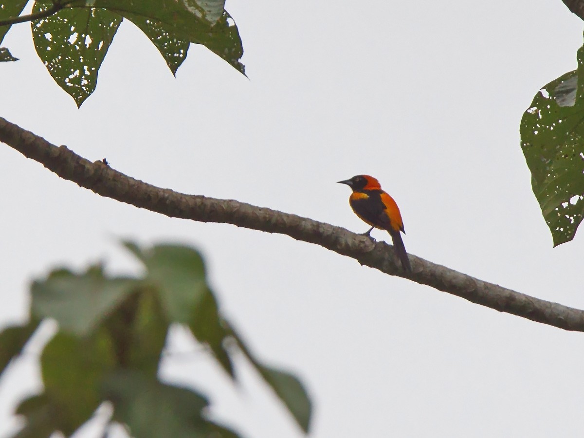 Orange-backed Troupial - Niall D Perrins