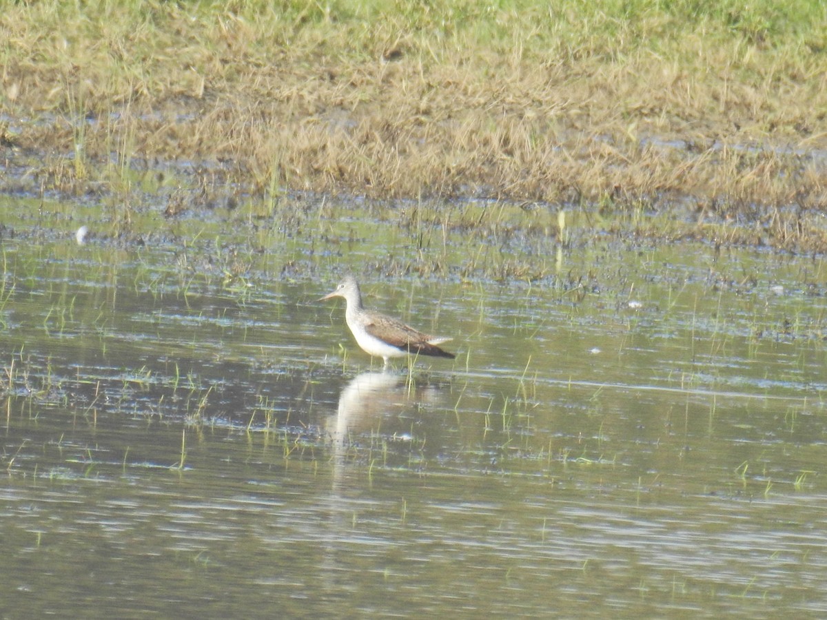 Common Greenshank - Paddy Martin