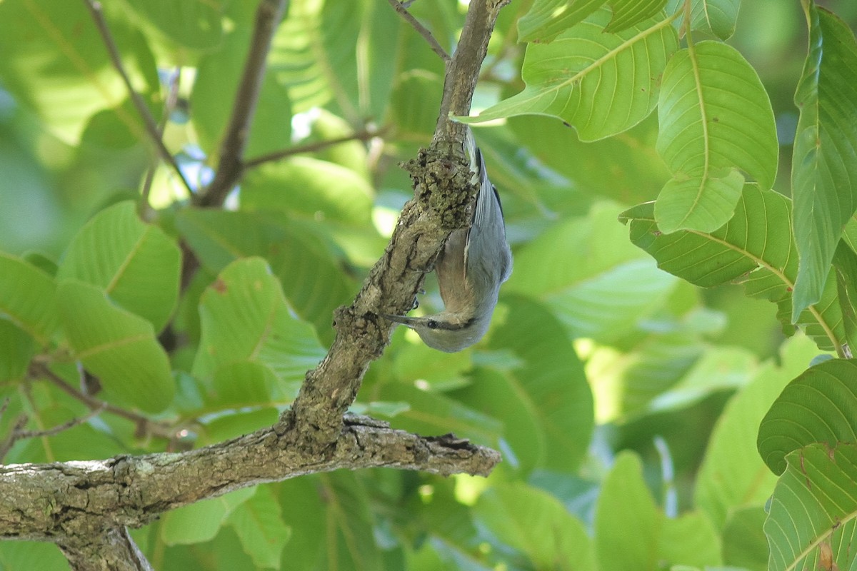 Burmese Nuthatch - Wich’yanan Limparungpatthanakij